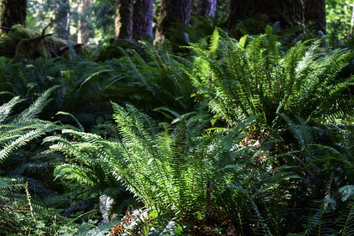 Guide til Olympic National Park