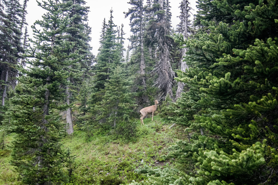 Deer at Moose Lake