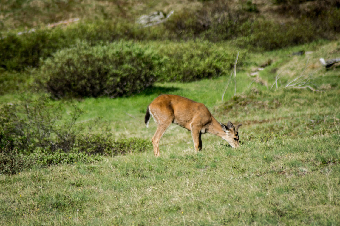 Deer at Moose Lake