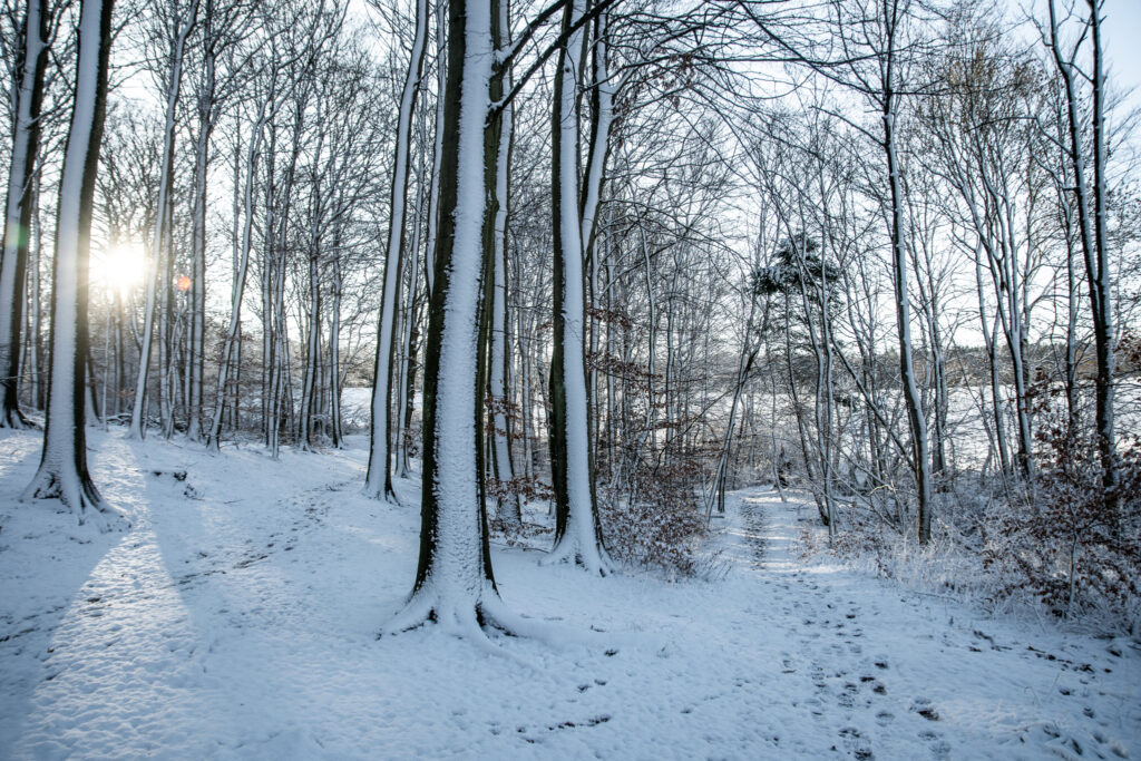 Vandretur i Bidstrup Skovene